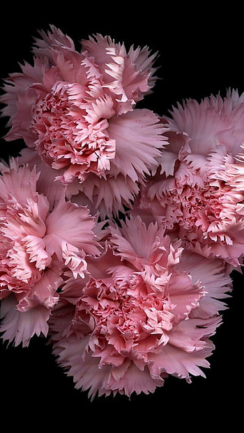 Pink carnation , Michelle Tremblay HD phone wallpaper