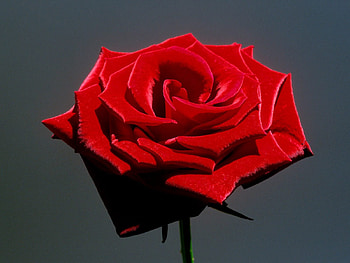 A lovely red rose, Cupid, Valentines Day, Red, Love, Sweetheart, Rose HD wallpaper