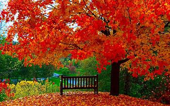 Red leaves tree, Park, Bench, Tree, Fall, Autumn HD wallpaper
