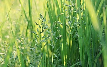 Grass, Leaves, Summer, Macro HD wallpaper