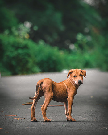 Animals, Road, Dog, Sight, Opinion, Puppy HD phone wallpaper