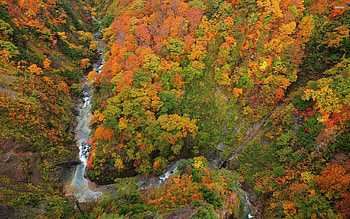 Autumn Forest and River, autumn, forests, nature, rivers HD wallpaper