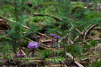 Nature, Grass, Mashrooms, Plant HD wallpaper