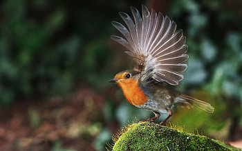 Wings, Robin (Bird) HD wallpaper