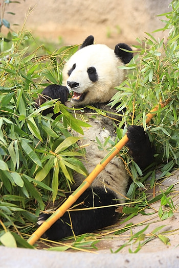 Funny, Animals, Leaves, Bamboo, Panda HD phone wallpaper