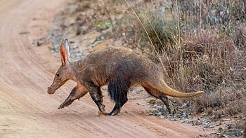 Aardvark, Haibu, Adorable, Playful HD wallpaper