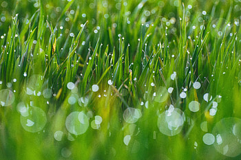 Grass, Drops, Macro, Glare, Blurred, Fuzzy HD wallpaper