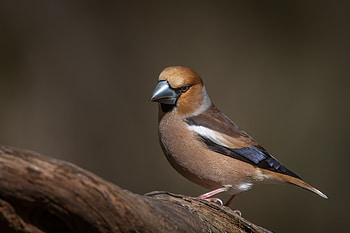 Majestic Hawfinch in Stunning Wildlife, Animal, Hawfinch HD wallpaper