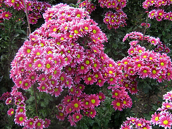 Flowers, Chrysanthemum, Greens, Garden HD wallpaper