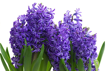 Hyacinth , background , Nature's allure, Floral marvel HD wallpaper