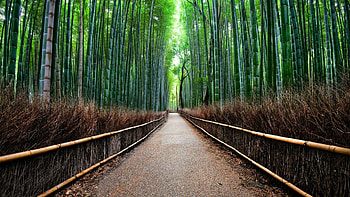 Kyoto forest , Tranquil nature, Japan's beauty, Scenic landscapes HD wallpaper