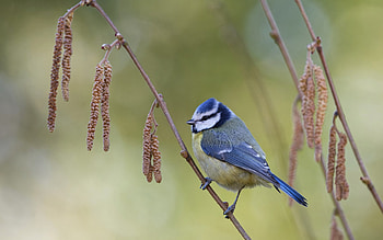 Blue Tit, animal, blue, tit, bird HD wallpaper
