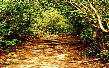THE WOODED PATH, path, green, branches, trees, wooded, forest HD wallpaper