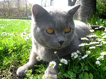 Daisies, cat, flowers, rest, daisy HD wallpaper