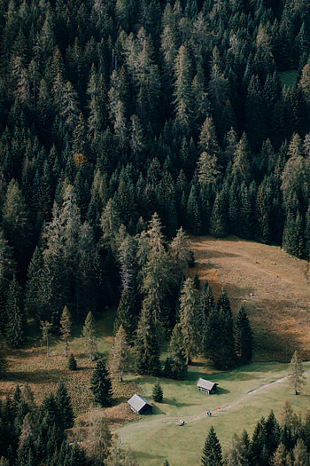 Nature, Houses, Trees, Forest, Path HD phone wallpaper