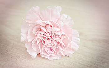 Clove Pink, Carnations HD wallpaper