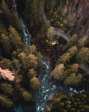 Aerial view, forest, water stream, river HD phone wallpaper