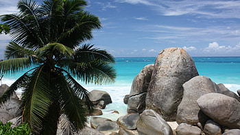 Maldives Beach, palm tree, rocks, stones, sea, clouds, sky HD wallpaper