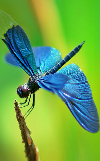 Insect in focus, Dragonfly , backgrounds, Captivating creature HD phone wallpaper