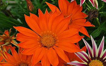 Beauties, garden, beautiful, nature, flowers HD wallpaper
