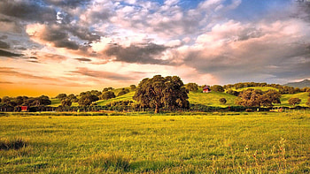 Oak Tree, Oak , Nature beauty, Tree landscapes HD wallpaper
