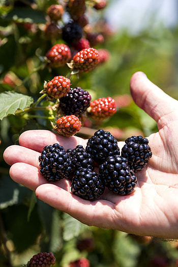 Food, Blackberry, Hand, Berry, Fruit HD phone wallpaper