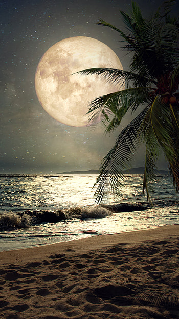 Moonlit Shore | Tropical Lunar | Seaside Full Moon, nature, moon HD phone wallpaper