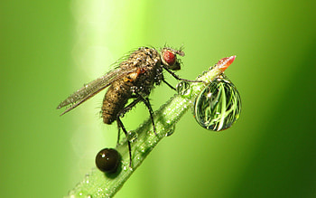 Grass, Macro, Insect, Drop, Dew, Fly HD wallpaper