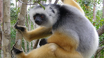 Animals, Madagascar, Branch, Crawl, Lemur HD wallpaper