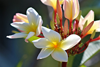 Flowers, Petals, Buds, Magnolia HD wallpaper