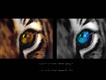 tiger eyes, abstract, graphy HD wallpaper