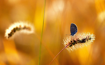 Grass, Macro, Butterfly, Stem, Stalk HD wallpaper
