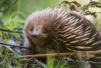 Echidna in , , High-resolution , Wallha.com HD wallpaper