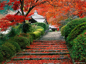 Landscape, Autumn, Leaves HD wallpaper
