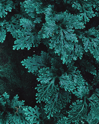 Nature, Leaves, Plant, Carved, Vegetation HD phone wallpaper