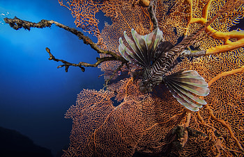 Animals, Coral, Lionfish, Lion Fish, Striped Lionfish, Zebra Fish, Zebrafish HD wallpaper