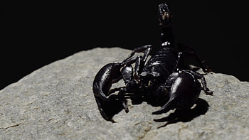 Animal scorpion , High quality , Arachnid graphy, Striking visuals HD wallpaper