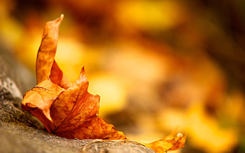 Background, Autumn, Leaves HD wallpaper