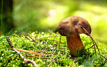 Plants, Nature, Mashrooms HD wallpaper
