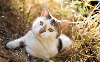 Animals, Grass, Cat, Lies, Spotted, Spotty HD wallpaper
