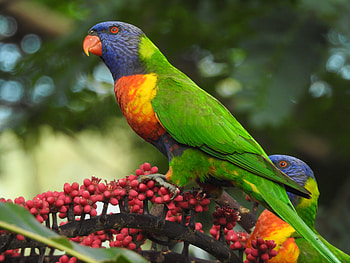 Lorikeet Feeding Off Umbrella Flower Spike, Bird, Umbrellaflower, rainbow, wildlife, Brisbane, Lorriket, Australia, Queensland HD wallpaper
