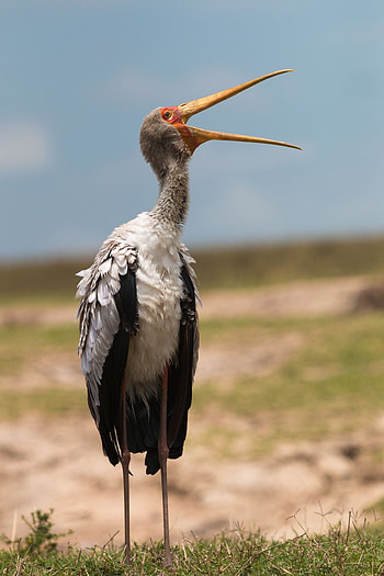 Birds of stork family, Aquatic species, Bird graphy, Striking visuals HD phone wallpaper