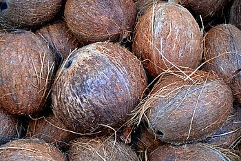 Food, Coconuts, Palm, Fruit HD wallpaper