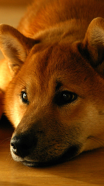 Cozy Shiba Muzzle — Resting , muzzle, dog, Animal, shiba inu HD phone wallpaper