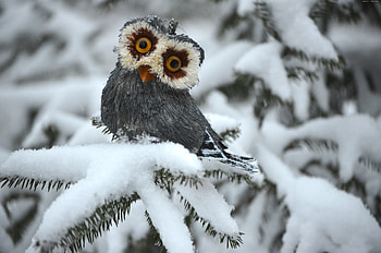 Snow, Animal, Owl, Bird, Winter, Birds HD wallpaper