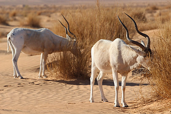 Addax, Marwell zoo, Visit, Nasomaculatus HD wallpaper
