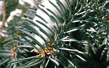 Snow, Macro, Branch, Spruce, Fir, Needles, Thorns, Prickles HD wallpaper