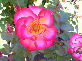 BETTY BOOP ROSE, rose, pink, pretty, flower HD wallpaper