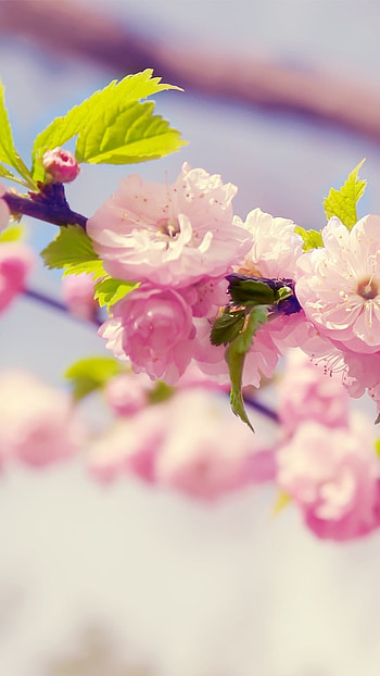 May Background, Pink Flowers HD phone wallpaper