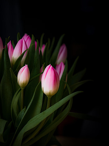 Flowers, Bouquet, Buds, Tulip HD phone wallpaper